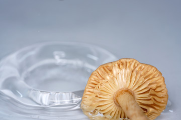 The mushrooms form the third great kingdom of eukaryotic creatures besides the animals and the...
