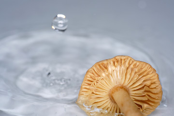 Obraz premium The mushrooms form the third great kingdom of eukaryotic creatures besides the animals and the plants.