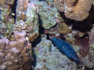 Cobalt Slender Grouper (Epinephelus cf leucogrammicus)