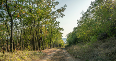 Fototapeta na wymiar Trees by the side of the road