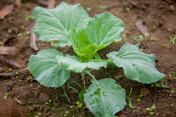 Top views of cauliflower vegetable plant in garden at Ranisankail, Thakurgaon, Rangpur, Bangladesh.