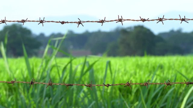 grass field behind the lines of rusty barbed wire