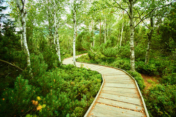 Chalupska moor represents a transitional type of moor between the valley upland moors developed along  Vltava River and mountain raised bogs of Sumava plateau. National Park Sumava (Bohemian forest)