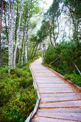 Obraz premium Chalupska moor represents a transitional type of moor between the valley upland moors developed along Vltava River and mountain raised bogs of Sumava plateau. National Park Sumava (Bohemian forest)