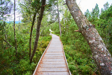 Obraz premium Chalupska moor represents a transitional type of moor between the valley upland moors developed along Vltava River and mountain raised bogs of Sumava plateau. National Park Sumava (Bohemian forest)