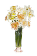 Delicate bouquet of daffodils in a glass vase Isolated on a white background.