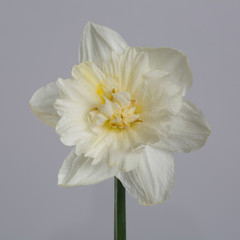 Tender daffodil flower isolated on gray background.