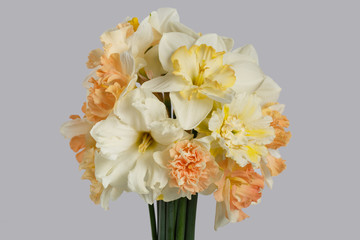 Delicate bouquet of daffodils isolated on a gray background.
