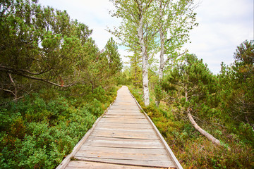 Chalupska moor represents a transitional type of moor between the valley upland moors developed along  Vltava River and mountain raised bogs of Sumava plateau. National Park Sumava (Bohemian forest)