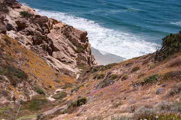 Wildflowers on coast