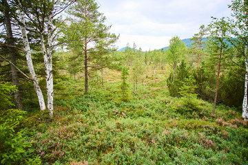 Chalupska moor represents a transitional type of moor between the valley upland moors developed along  Vltava River and mountain raised bogs of Sumava plateau. National Park Sumava (Bohemian forest)