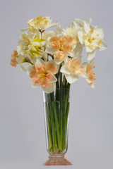 Delicate bouquet of daffodils in a glass vase isolated on a gray background.