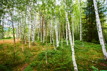 Fototapeta na wymiar Summer birch forest in Chalupska moor, National Park Sumava (Bohemian forest), Czech Republic