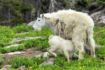 Fototapeta na wymiar Mountain Goat Kid Nursing