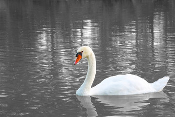 Sad single white swan on the lake surface yearning for love. Widowed swan stays lonely. Empty life without love