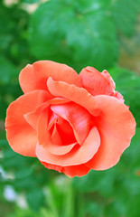 Orange rose