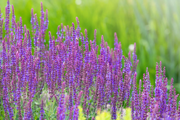 Naklejka premium Purple flowers on meadow and flowering. Spring landscape.