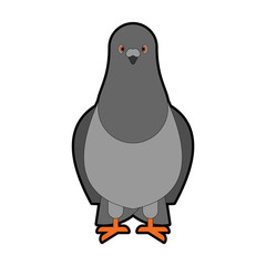 Dove grey Front view isolated. pigeon City bird vector illustration