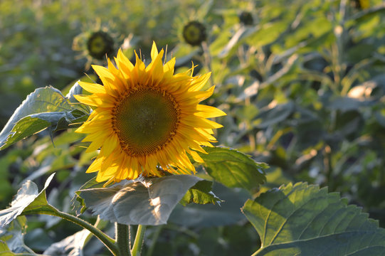 Sunflowers in the field. Close-up. Small DOF. The natural image.