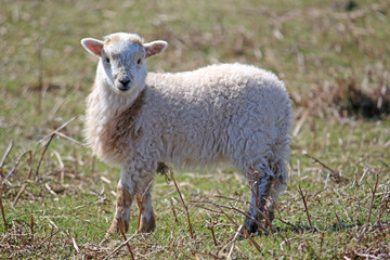 sheep on moorland