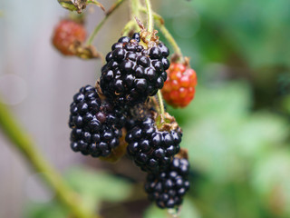 Ripening and riped blackberries growing on the branch in the summer garden in day time. Natural background, suitable for poster, postcard, greeting cards, banner.