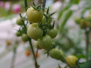 Ripening tomatoes growing on the branch in the summer garden in day time. Natural background, suitable for poster, postcard, greeting cards, banner.