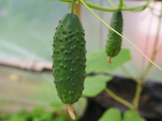 Cucumber in the garden in summer day. Natural background of plant, suitable for poster, postcard, greeting cards, banner.