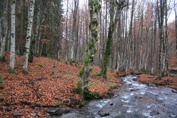 a stream in autumn forest