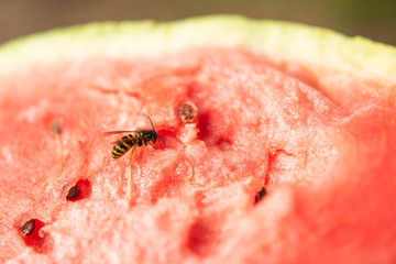 sliced big red ripe watermelon