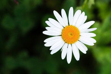 Obraz premium pristine white