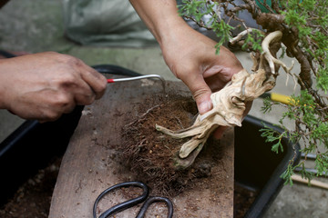 Top view Making bonsai trees, The process of scraping soil from the roots and Root pruning To...