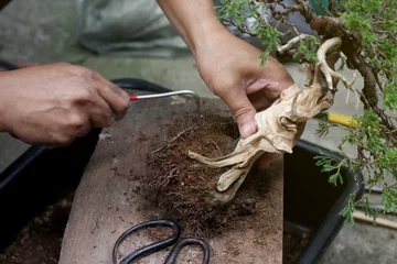 Fotobehang Bonsai Top view Making bonsai trees, The process of scraping soil from the roots and Root pruning To prepare to change pots, Making of bonsai trees. Handmade accessories wire and scissor, Concept Bonsai tree  © Nori Wasabi