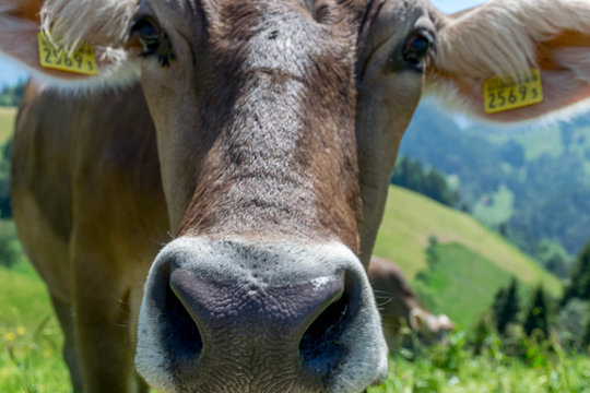 Closeup photo of the curious cow in Switzerland's Alps Mountains