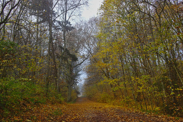 Obraz premium Path covered with colorful fallen autumn leaves.