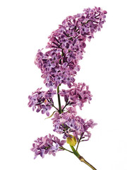 Obraz premium Beautiful lilac flowers on white background