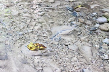Single yellow autumn leaf lying on a rock in a creek