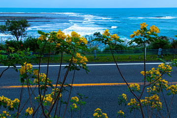 日南海岸　黄色い花咲く向こうに青い海3