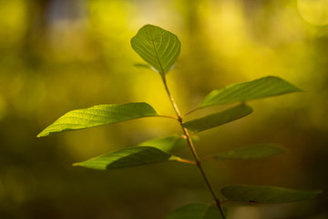 Spring awakening vegetation in the forest against the background of the setting sun