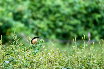 Tropical birds and tall river grass along banks of a pond and bird sanctuary in the Amazon
