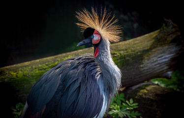 Fototapeta premium Black crowned crane portrait close-up