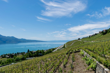 Fototapeta na wymiar View on Vineyards near Lausanne, Switzerland