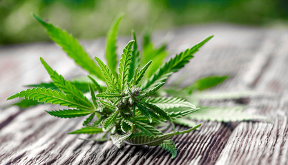 cannabis leaves on old wooden background