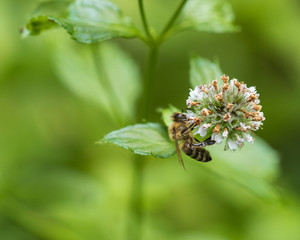 Bee on flower on green background