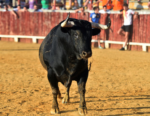toro negro en españa