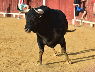 toro negro bravo español en plaza de toros