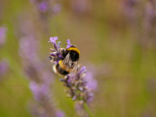 Close up of a bumblebee on a lavender flower in summer