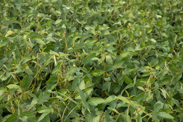 Agricultural soybean pods plantation background on sunny day. Green growing soybeans against sunlight.