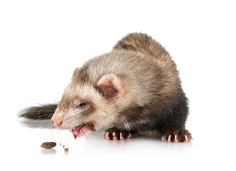 brown ferret in studio