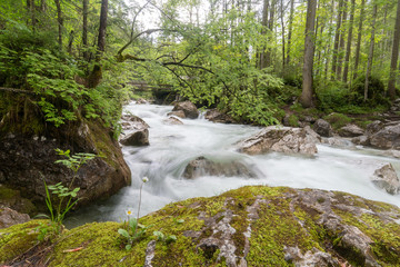 Obraz premium Ramsauer Ache im Zauberwald
