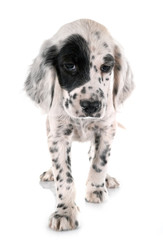 puppy english setter